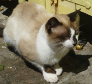 Cat in St Kitts image